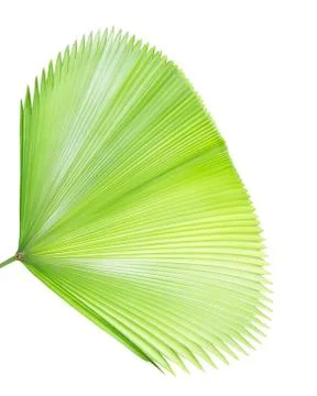 Palm leaf isolated on white Stock Photos