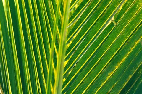Palm leaf with linear patterns. Geometric shapes in nature. Stock Photos