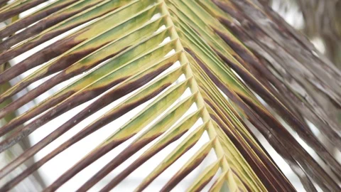 A palm leaf. A little swaying. Stock Footage 95270414
