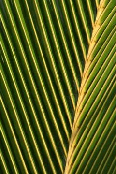 Palm Leaf Macro Stock Photos