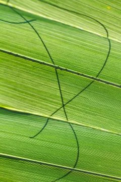 Palm leaf macro shot 스톡 사진