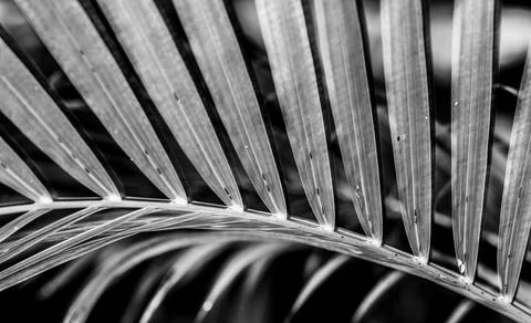 Palm leaf in monochrome Fotos Stock