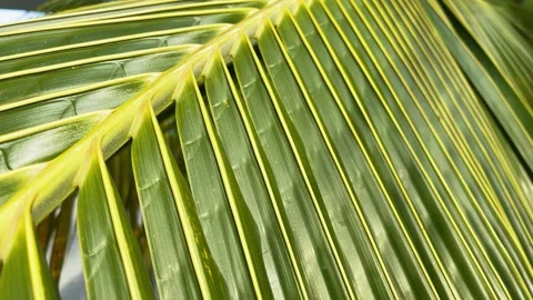 Palm leaf moving from the wind. 4K Stock Footage 185756851