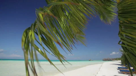 Palm leaf moving in the wind on beach Stock Footage 1006527