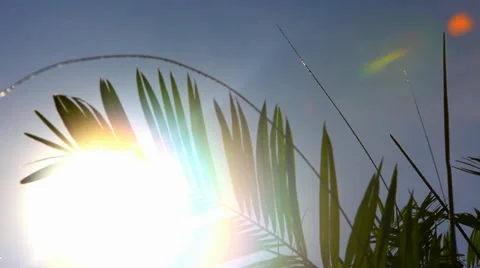 Palm leaf moving in the wind in front of the sun on the sky background Stock Footage 38711528