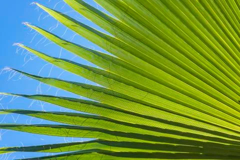 Palm leaf nature background Stockfoto's