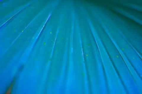 Palm leaf in a neon blue light. Colors improvisation Stock Photos