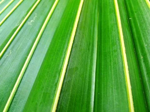 Palm Leaf with Parallel Green Segments Stock Photos
