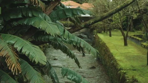 Palm leaf in the park with the river in the background. Cloudy weather. Видео 210238482