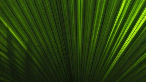 Palm leaf pattern Stock Footage 279576050