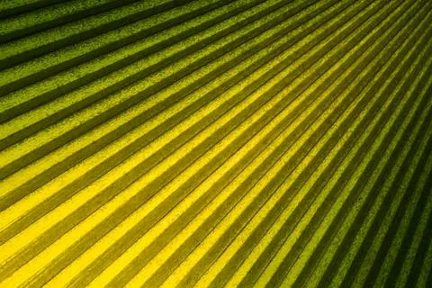 Palm leaf pattern. Stock Photos