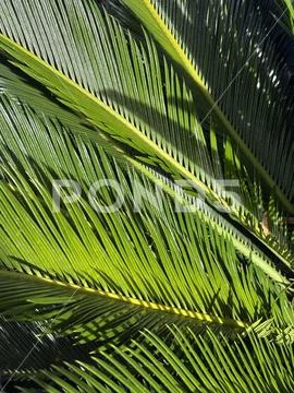 Palm Leaf Pattern with Strong Linear Texture Stock-Fotos