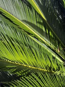 Palm Leaf Pattern with Strong Linear Texture 库存照片