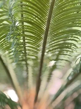 Palm leaf pattern with sunlight shining through, creating a natural green a.. Stock Photos