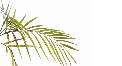 Palm leaf Stock Photos