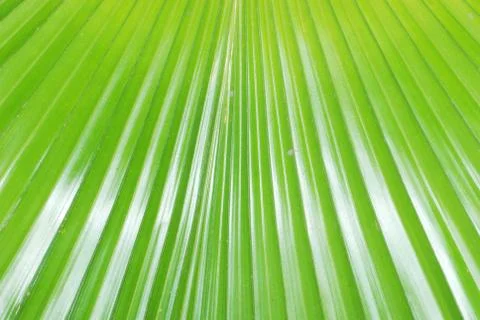 Palm leaf Stock Photos