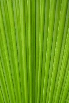 Palm Leaf Foto stock