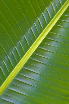 Palm leaf Stock Photos