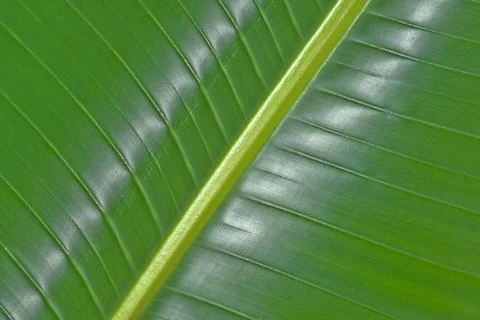 Palm leaf Stock Photos