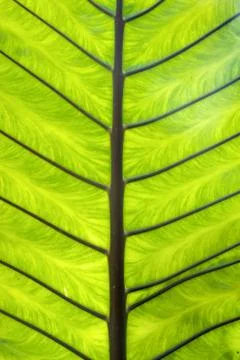 Palm leaf Stock Photos