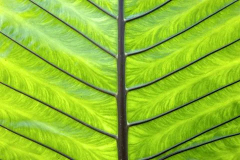Palm leaf Stock Photos