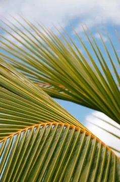 Palm leaf Stock Photos