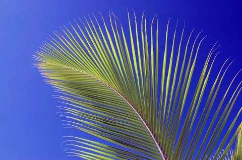 Palm leaf 스톡 사진