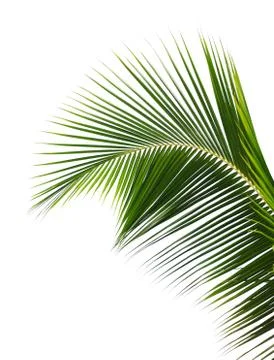 Palm leaf Stock Photos