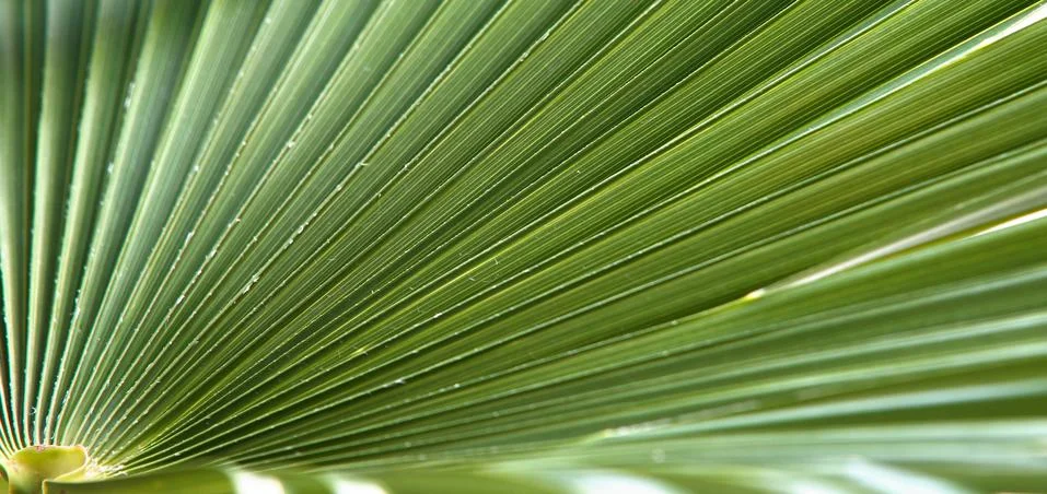 Palm leaf Stock Photos