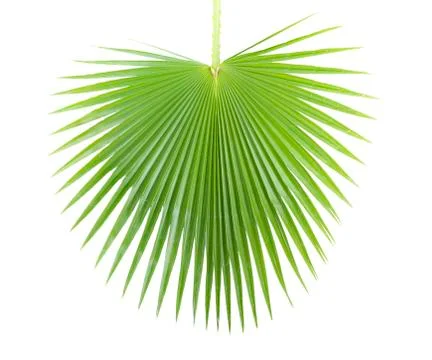 Palm leaf. Stock Photos