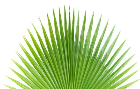 Palm leaf. Stock Photos