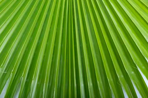 Palm leaf. Stock Photos