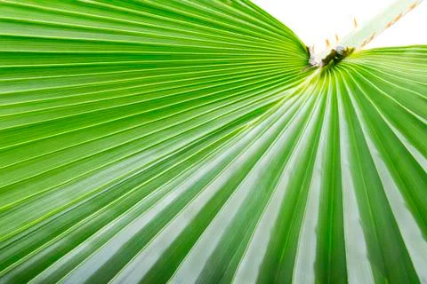 Palm leaf. Stock Photos
