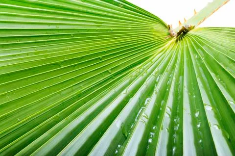 Palm leaf. Stock Photos