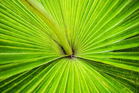 Palm leaf 库存照片