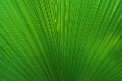 Palm leaf Stock-Fotos