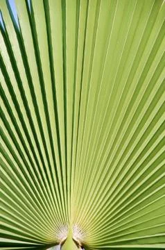 Palm leaf Stock Photos