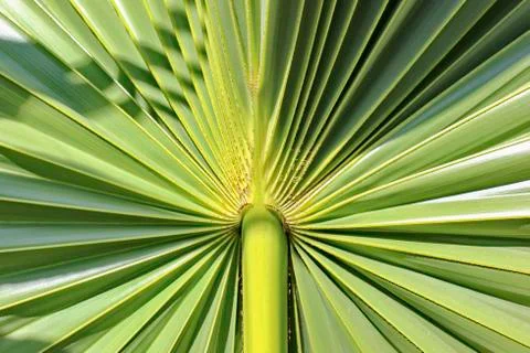 Palm leaf Stock Photos