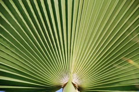 Palm leaf Stock Photos