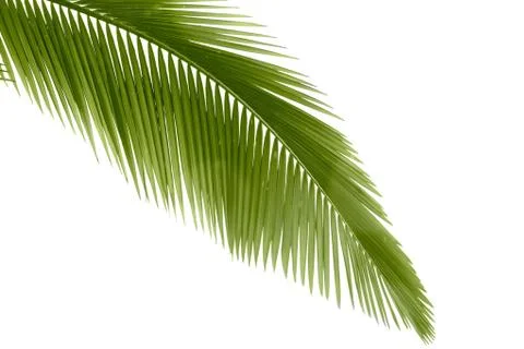 Palm leaf Foto stock