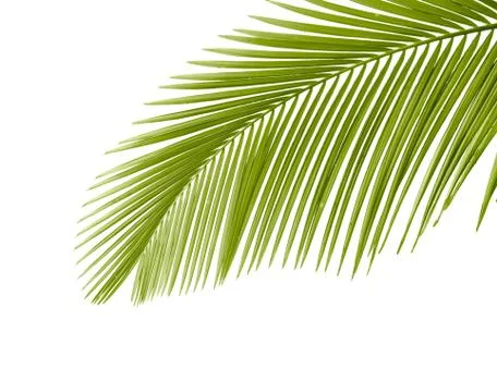 Palm leaf Stock Photos
