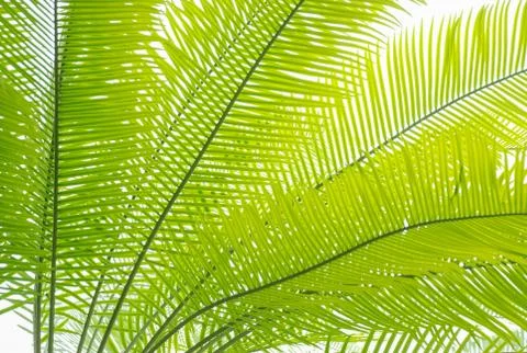 Palm leaf Fotos de archivo