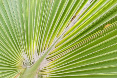 Palm leaf Stock Photos