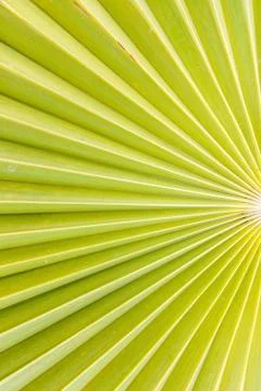 Palm leaf Stock Photos