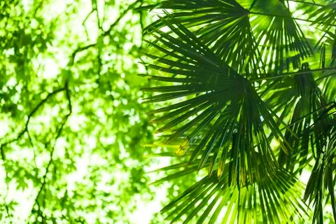 Palm leaf Stock Photos