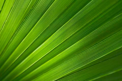 Palm leaf Stock Photos
