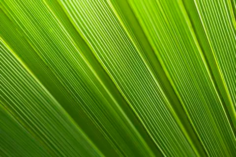 Palm leaf Stock Photos
