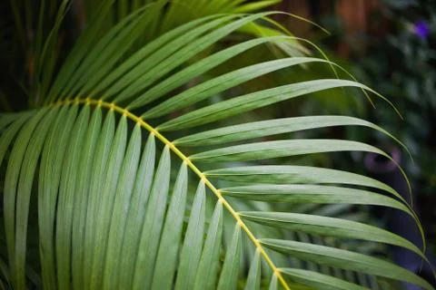 Palm leaf Stock Photos