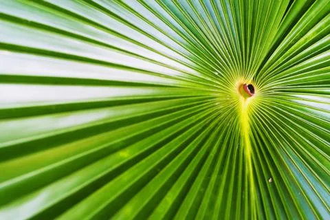Palm leaf Stock Photos