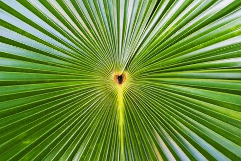 Palm leaf Stock Photos
